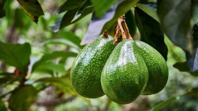 قاچاقچی آووکادو محکوم به جزای نقدی